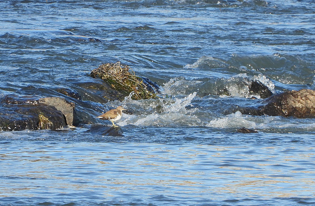 Common Sandpiper - ML646439396