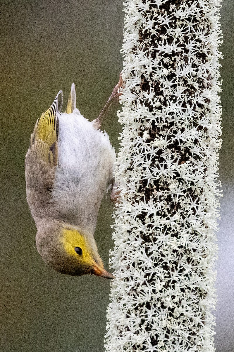 White-plumed Honeyeater - ML646439397