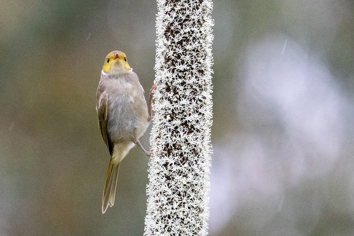 White-plumed Honeyeater - ML646439400