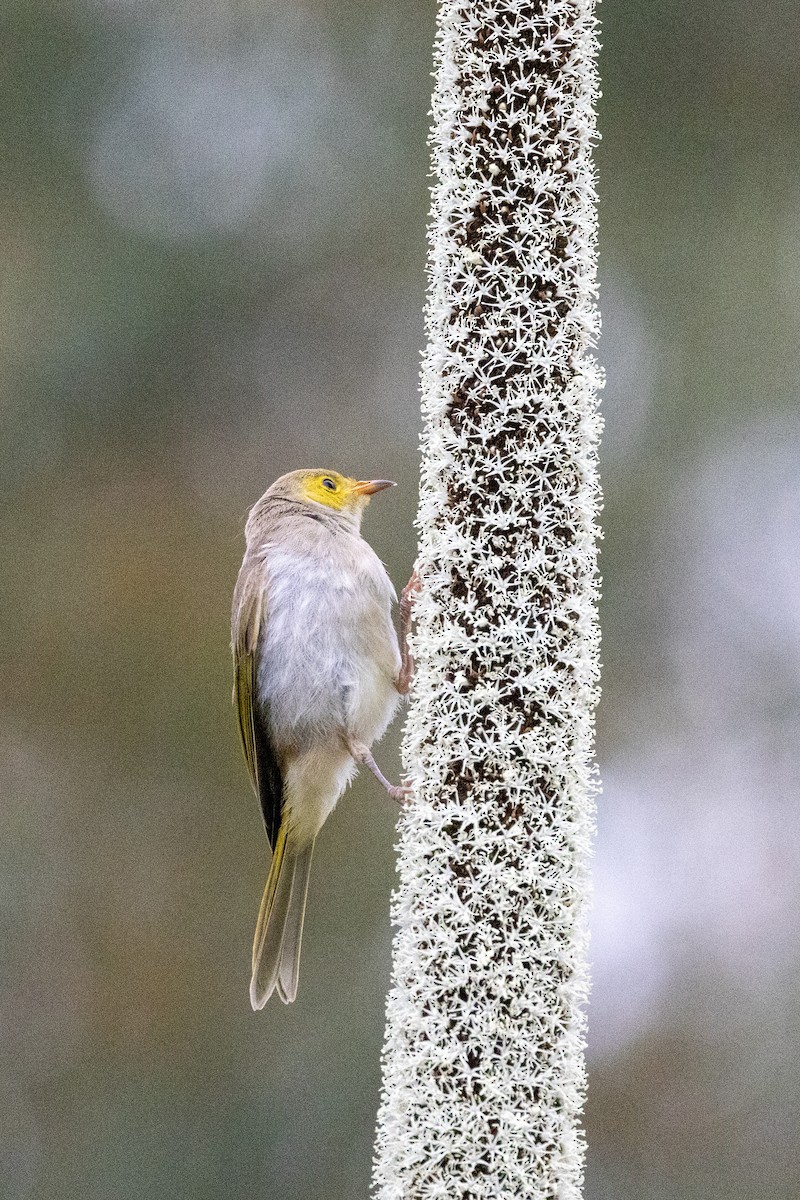 White-plumed Honeyeater - ML646439401