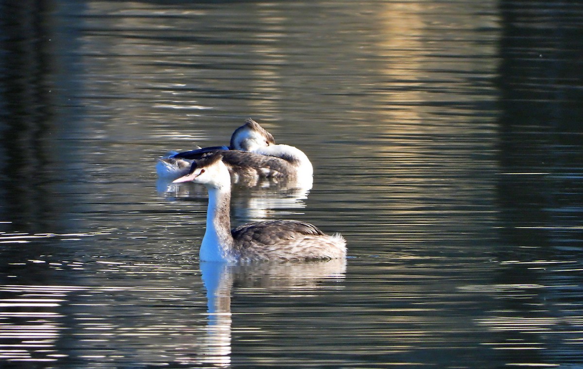 Great Crested Grebe - ML646439402