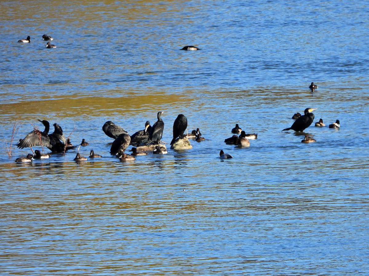 Great Cormorant - ML646439404