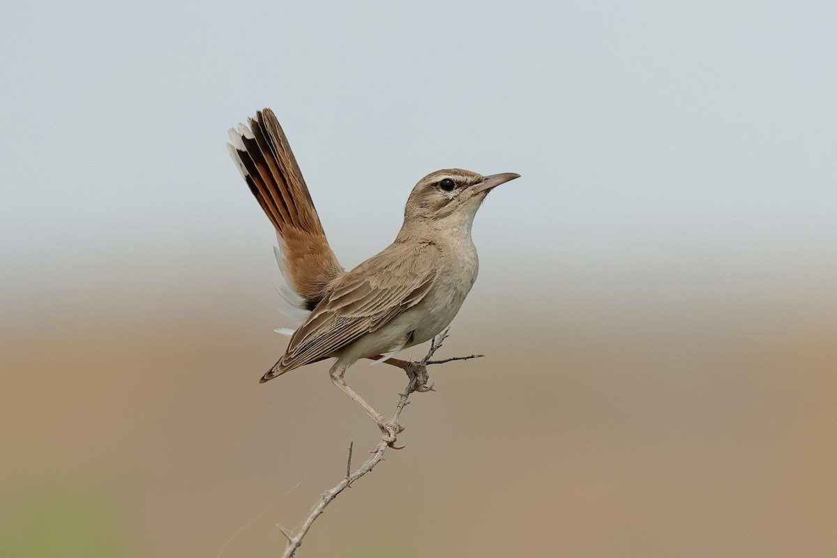 pěvec ryšavý - ML646439405