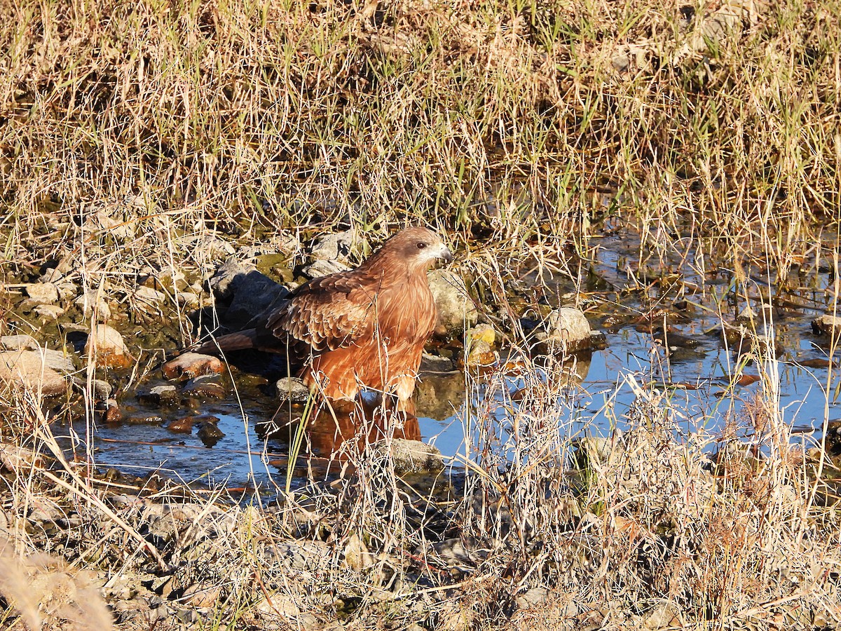 Black Kite - ML646439406