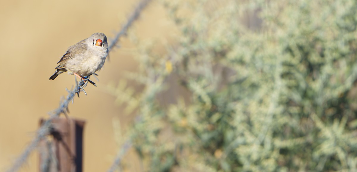 Zebra Finch - ML646439407