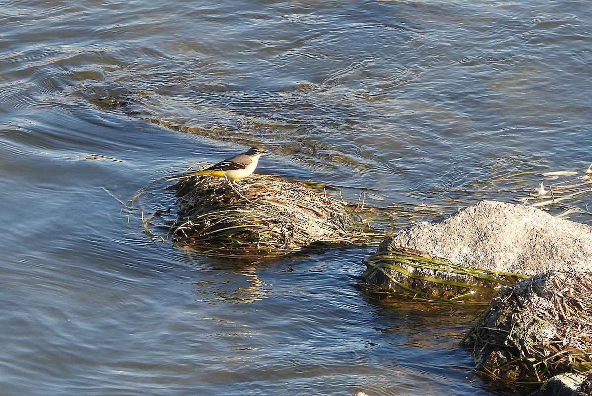 Gray Wagtail - ML646439408