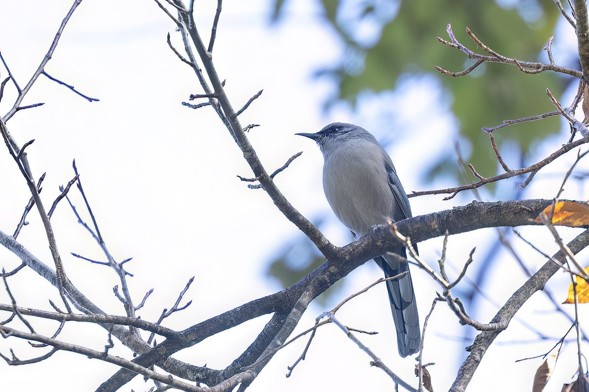 Prachtsibia - ML646439409