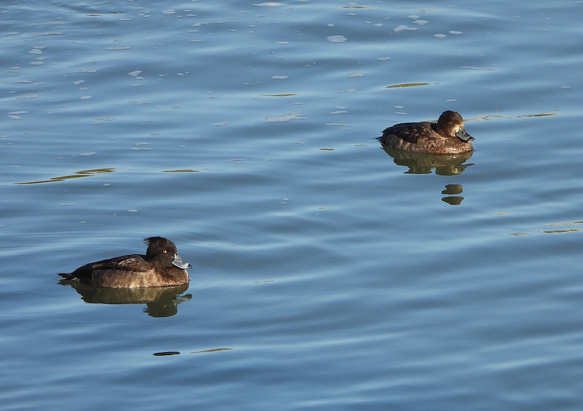 Tufted Duck - ML646439410