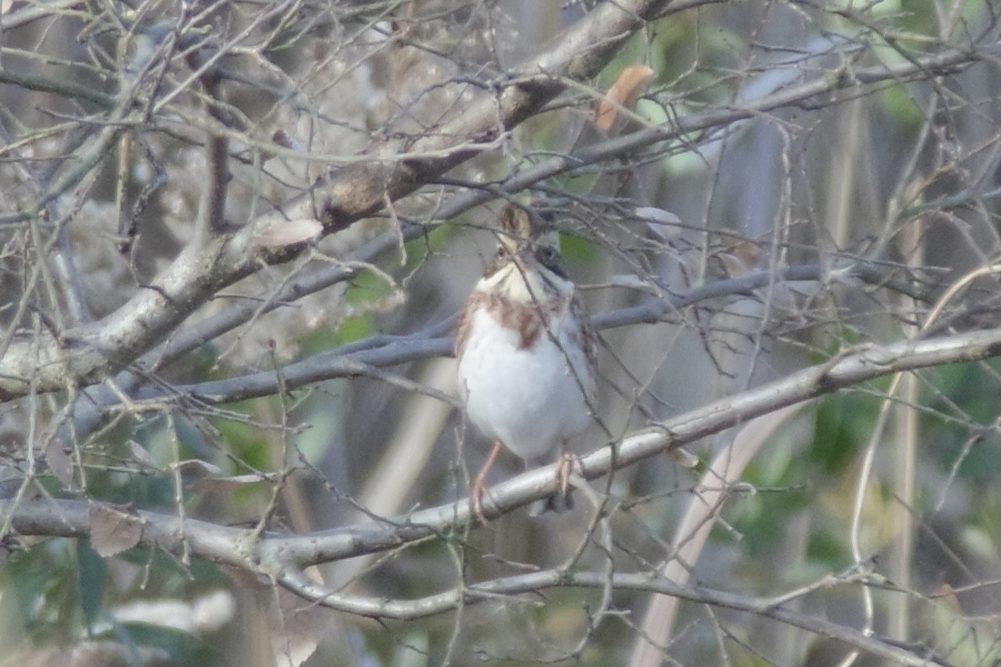 Rustic Bunting - ML646439415