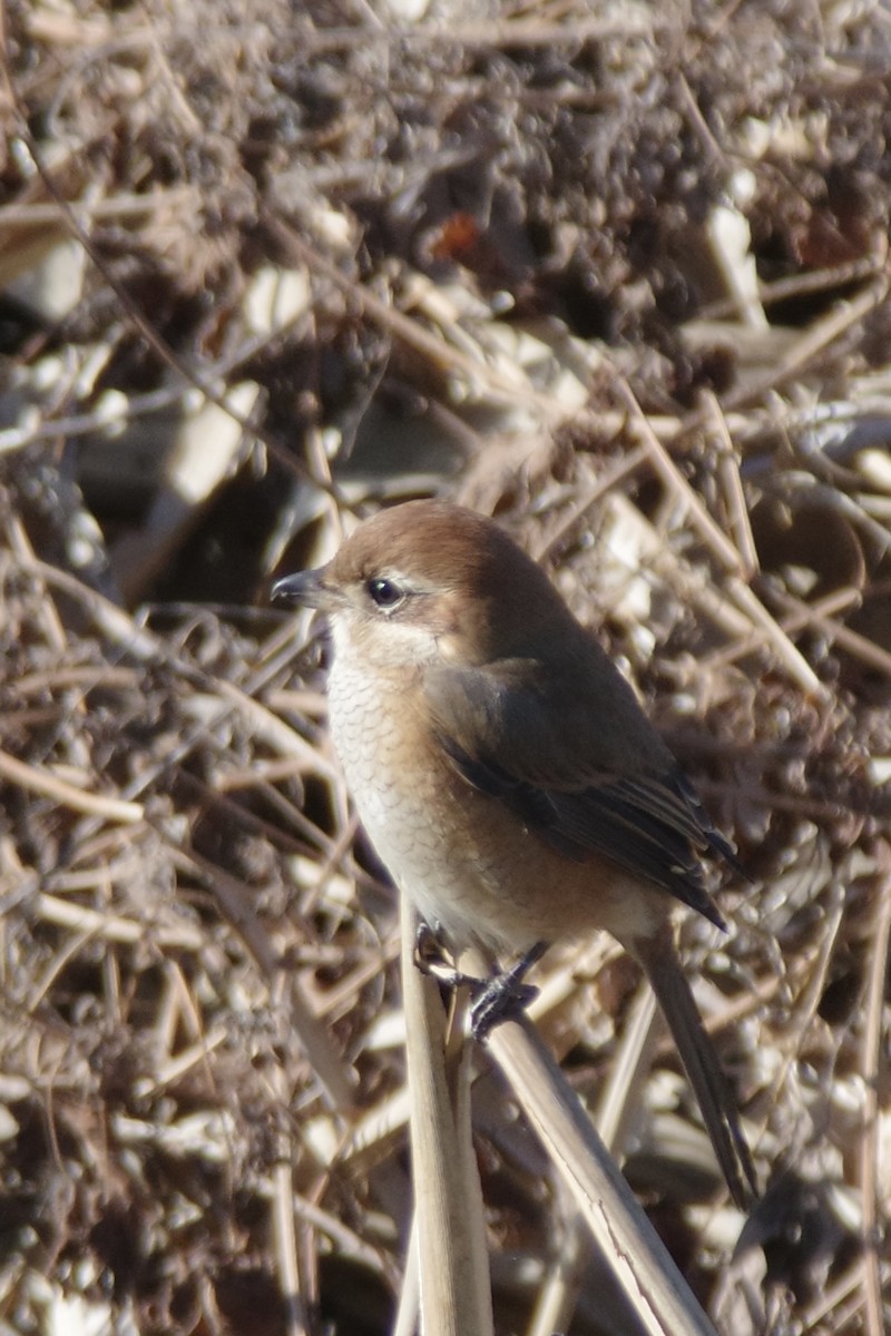 Bull-headed Shrike - ML646439420