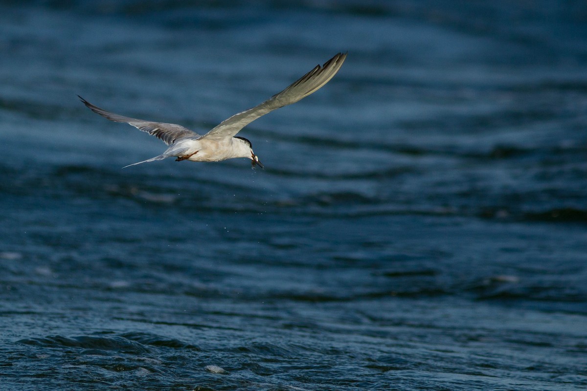 Sterna comune - ML646439423