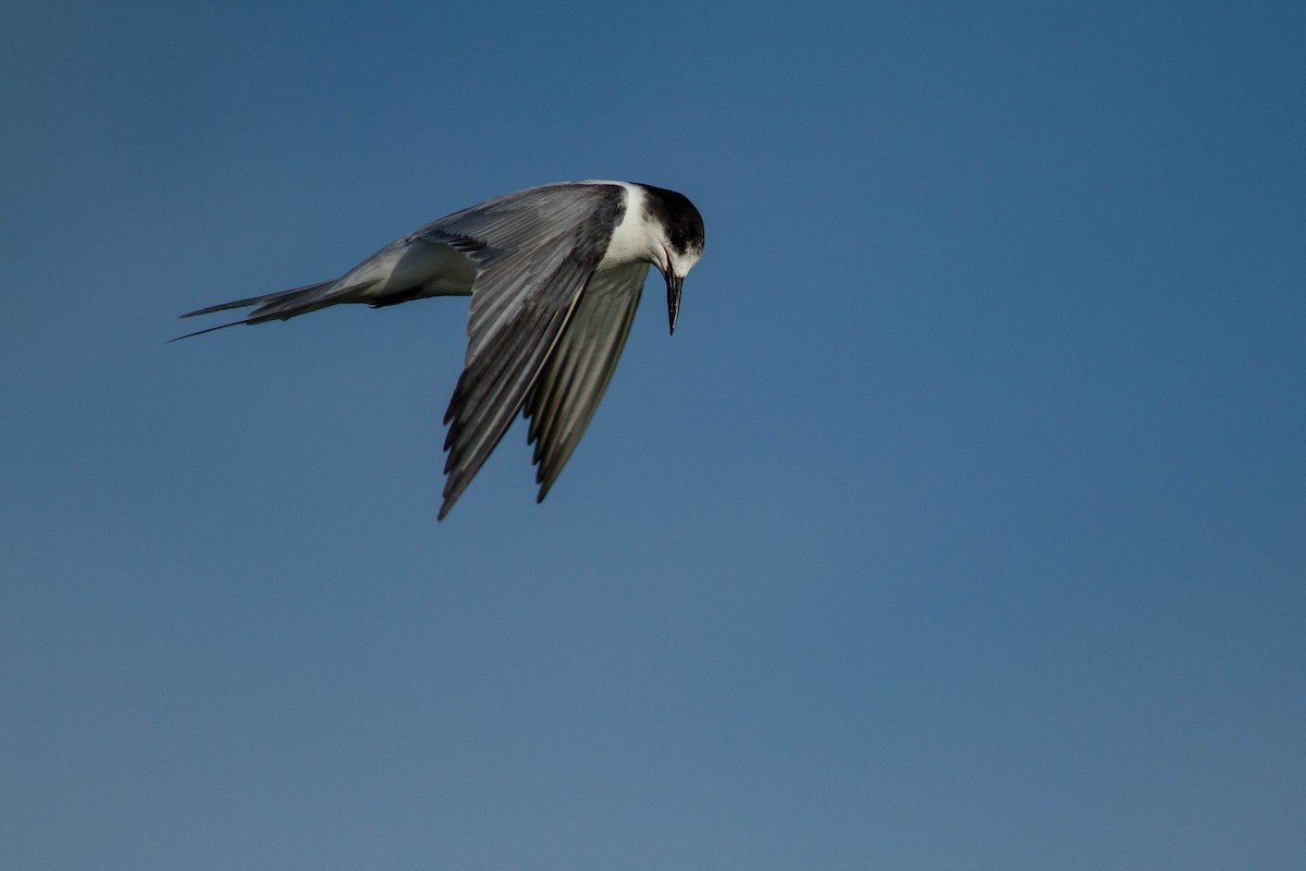 Sterna comune - ML646439425