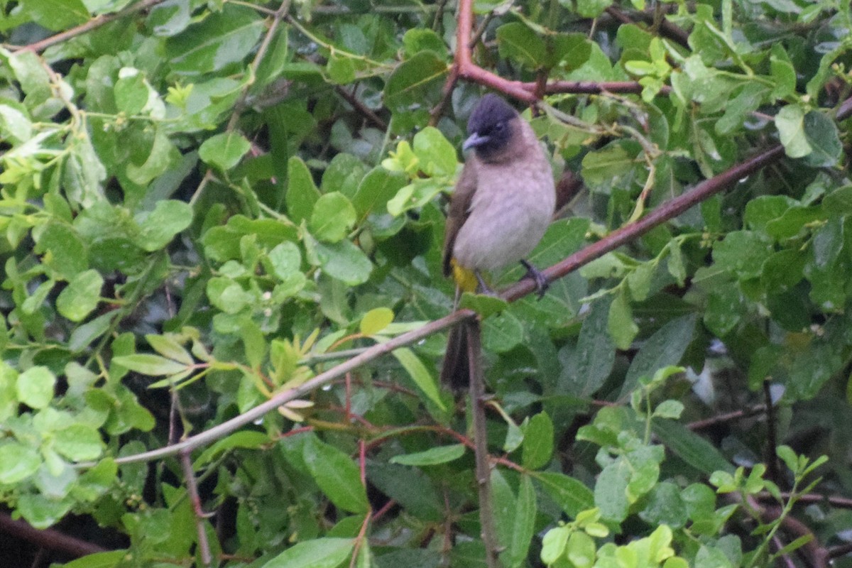 Esmer Arapbülbülü [tricolor grubu] - ML646439434