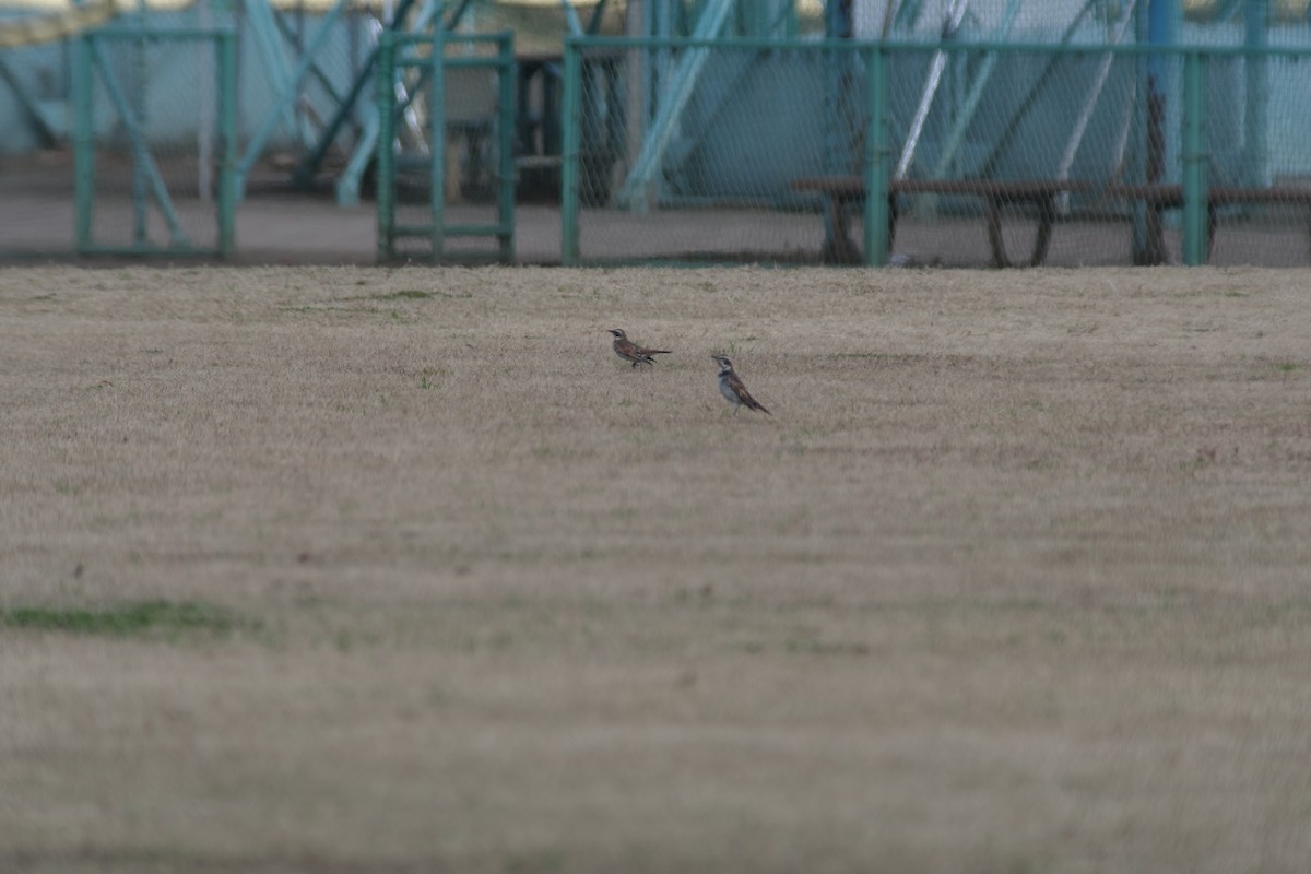 Dusky Thrush - ML646439435