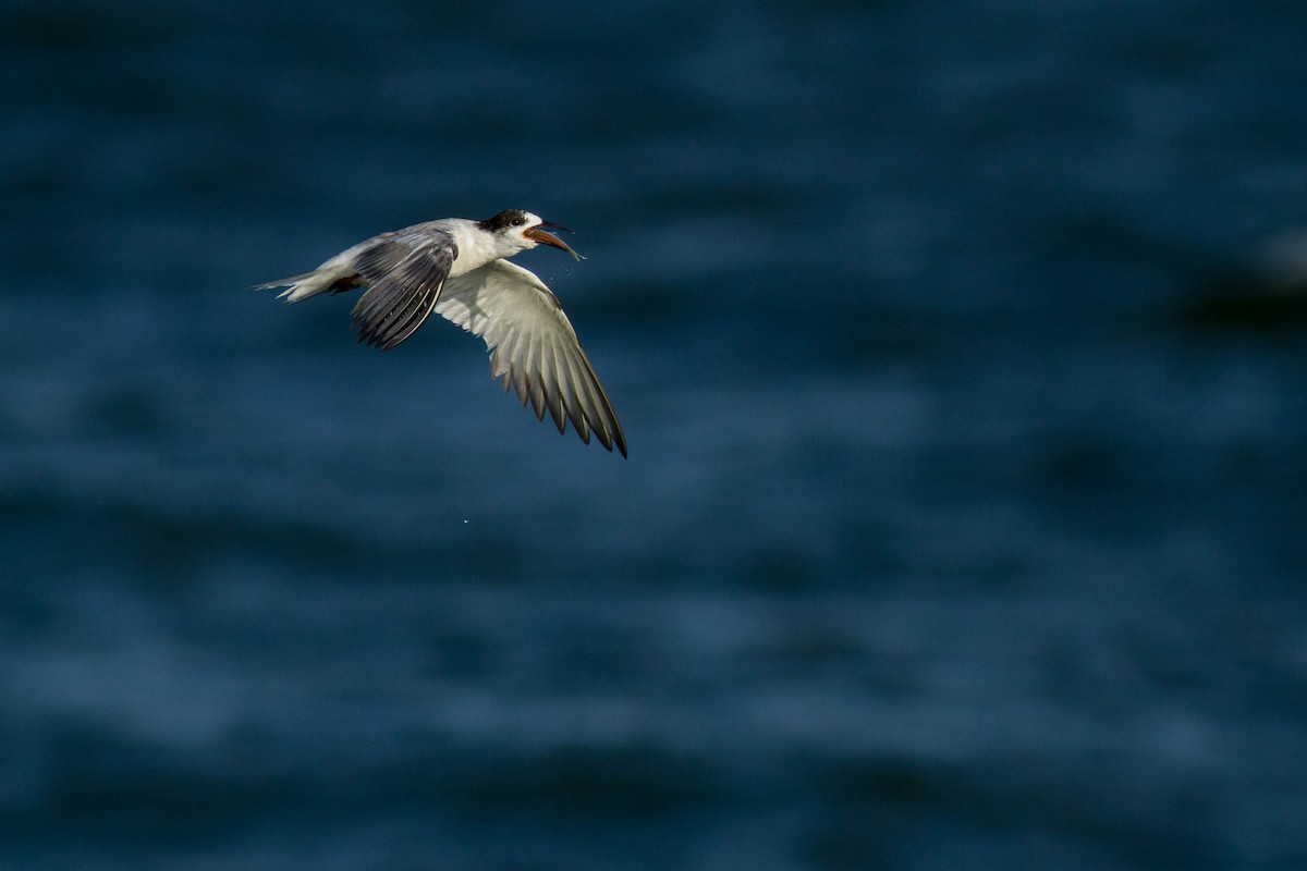 Sterna comune - ML646439440