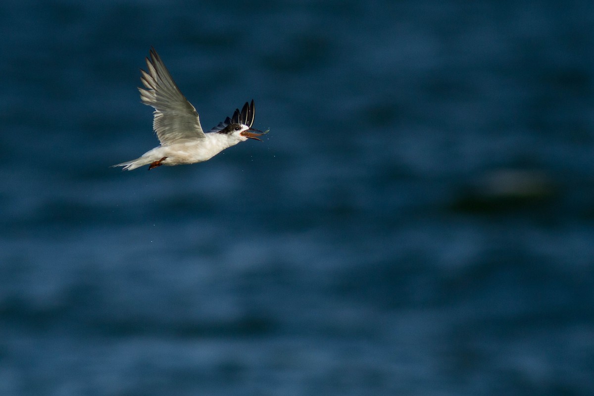 Sterna comune - ML646439441