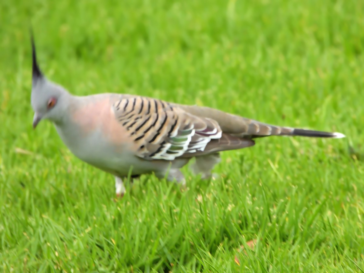 Crested Pigeon - ML646439442