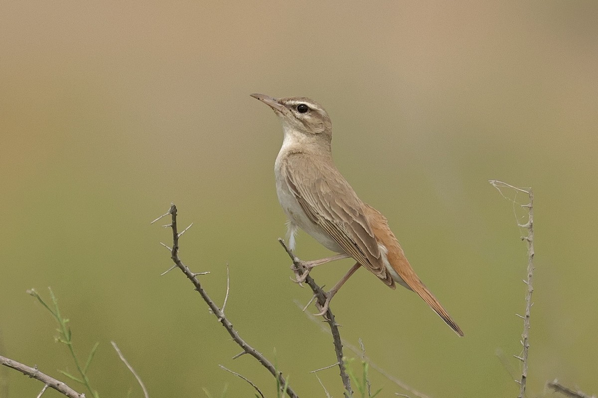 pěvec ryšavý - ML646439446