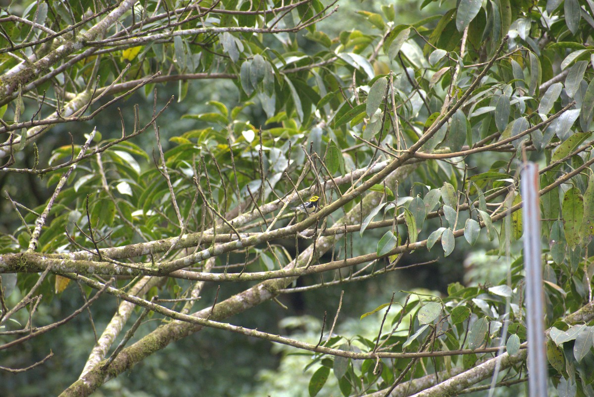 Зелёная древесница - ML646439450