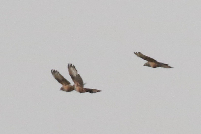 Choucador à ventre roux - ML646439452