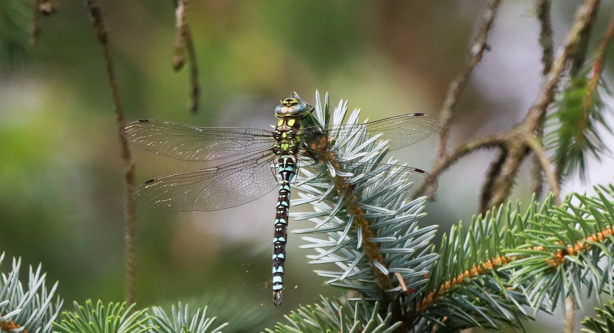 Sedge Darner - ML646439453