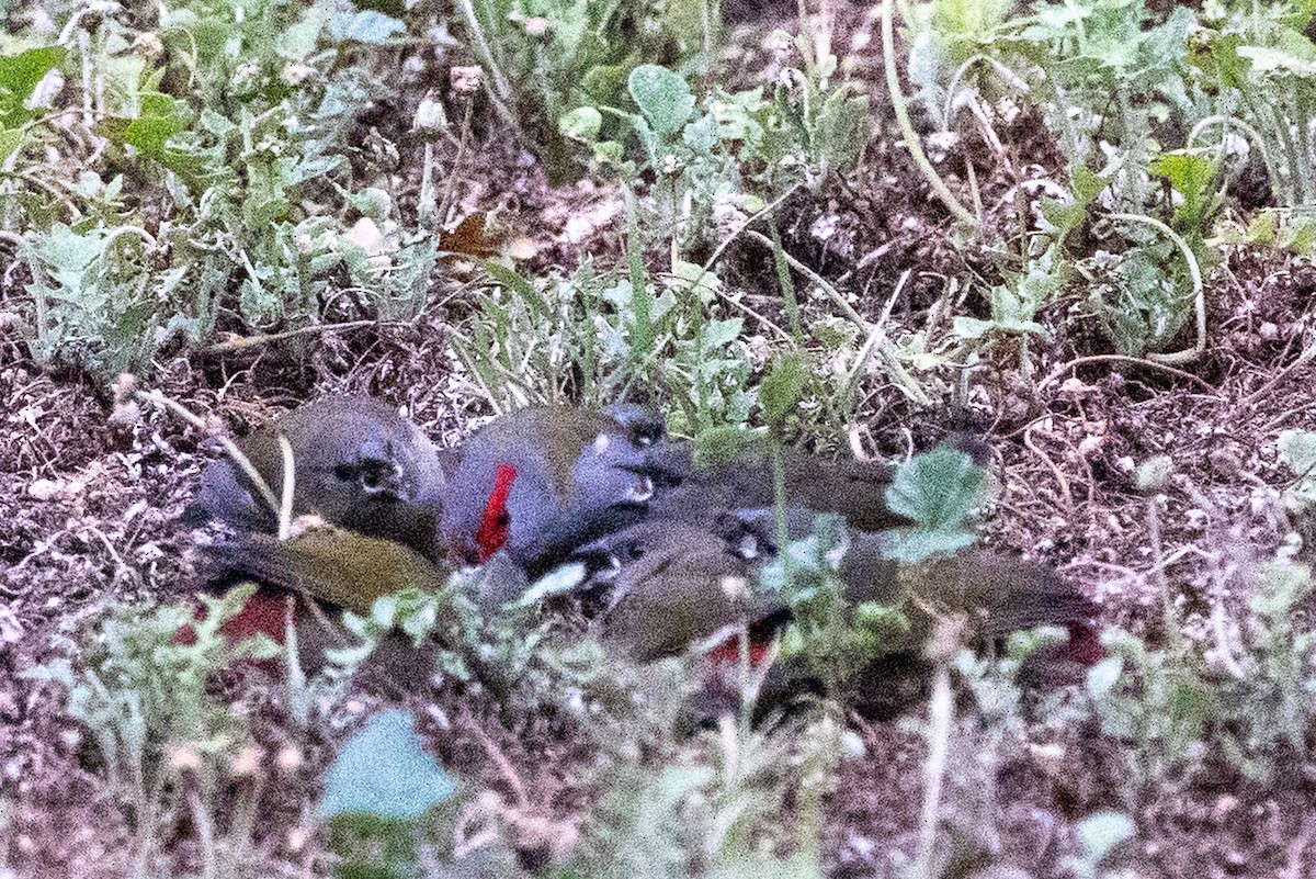 Red-browed Firetail - ML646439454