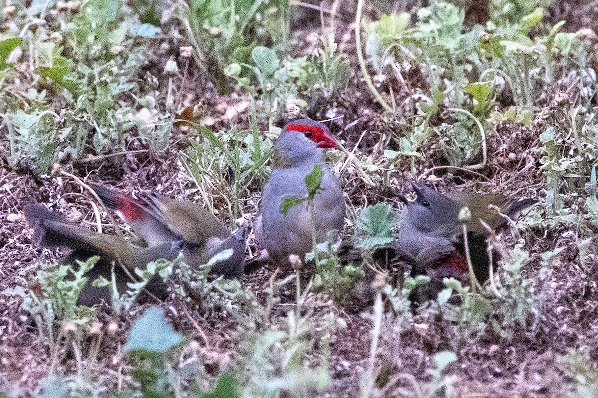Red-browed Firetail - ML646439455
