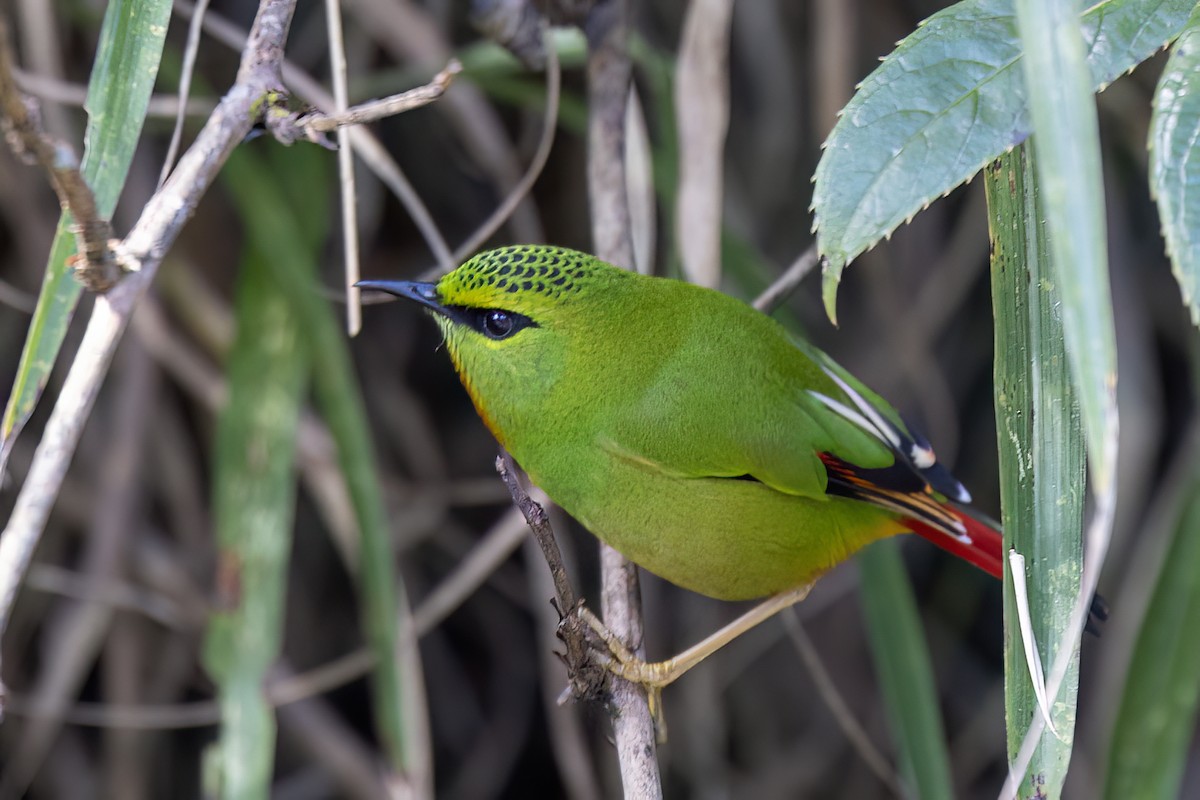 Fire-tailed Myzornis - ML646439464