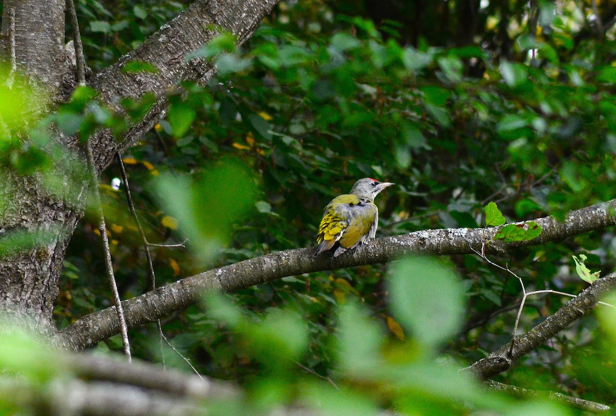 Pic cendré - ML646439466