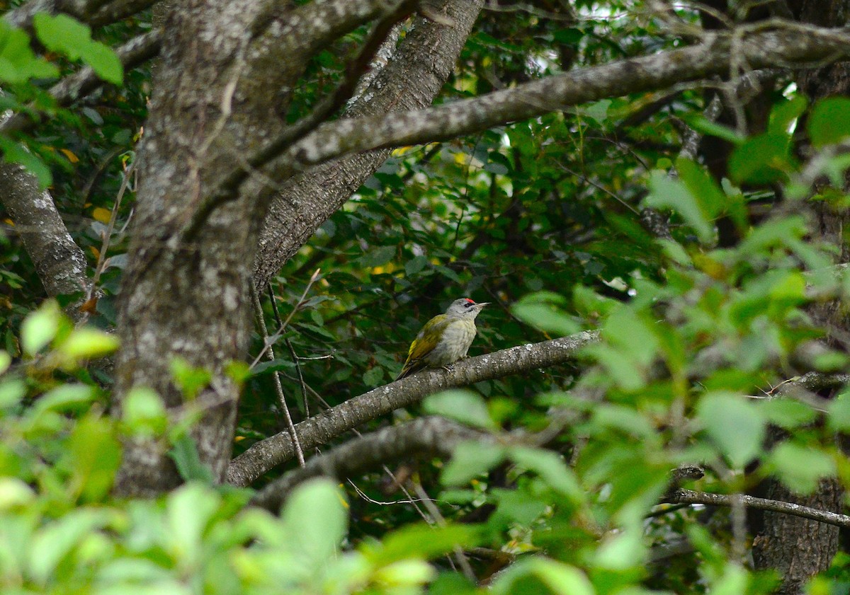 Pic cendré - ML646439467