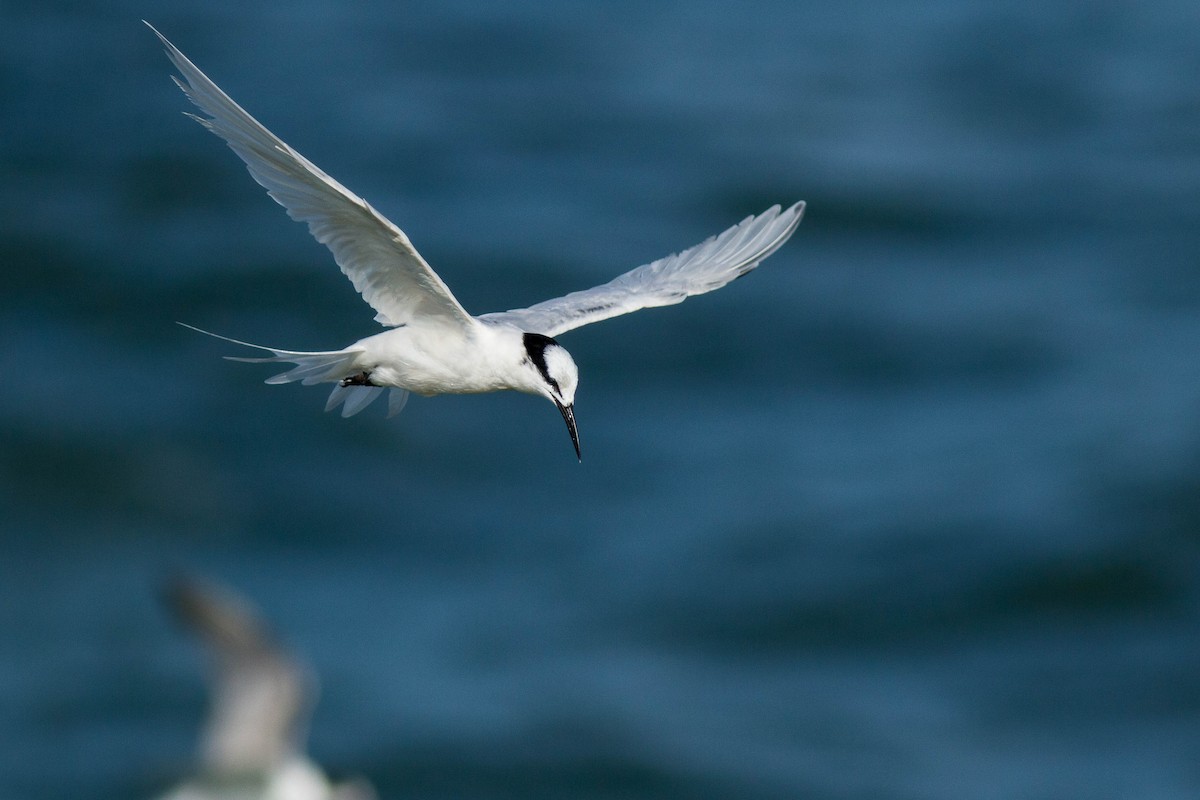 Black-naped Tern - ML646439476