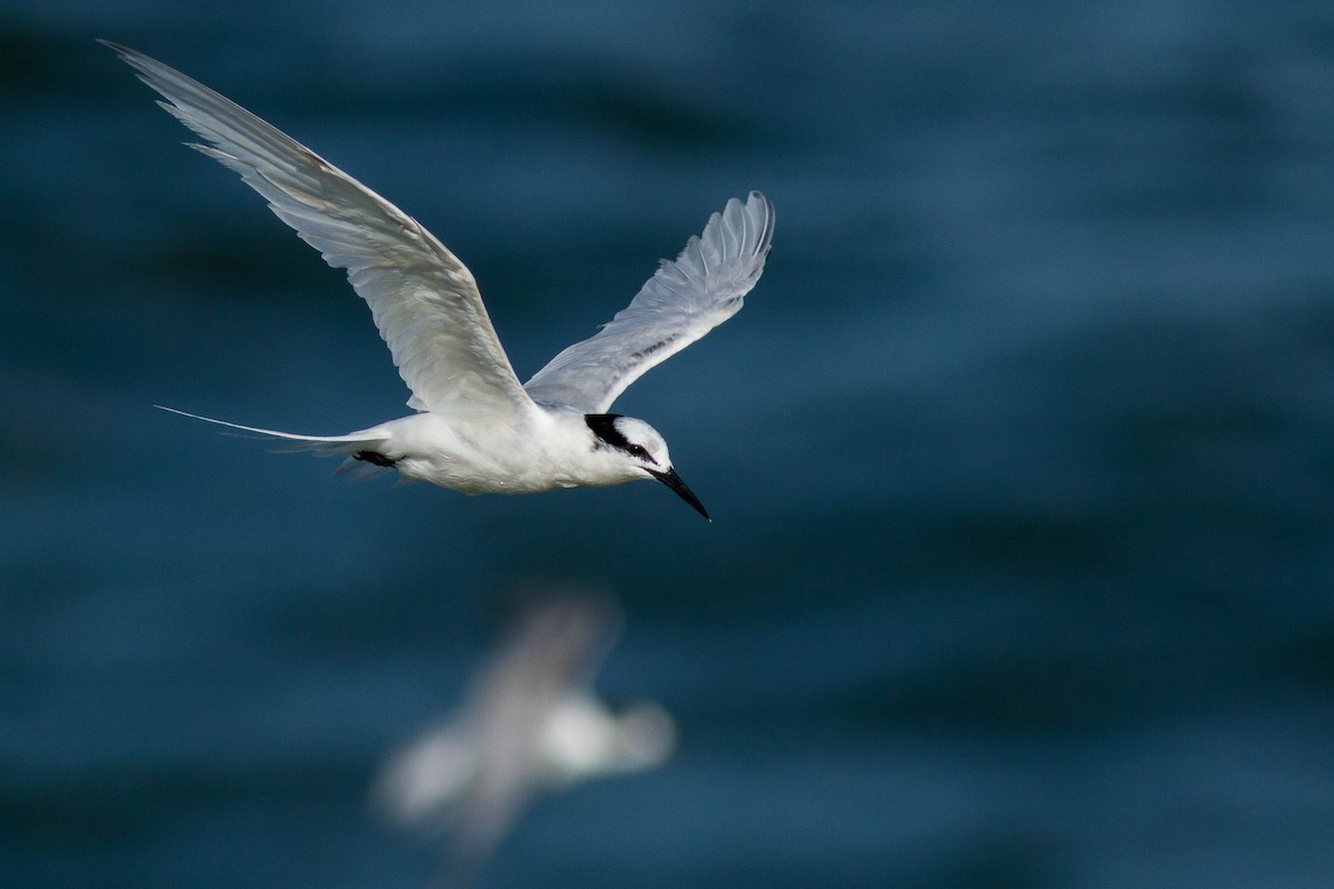 Black-naped Tern - ML646439477