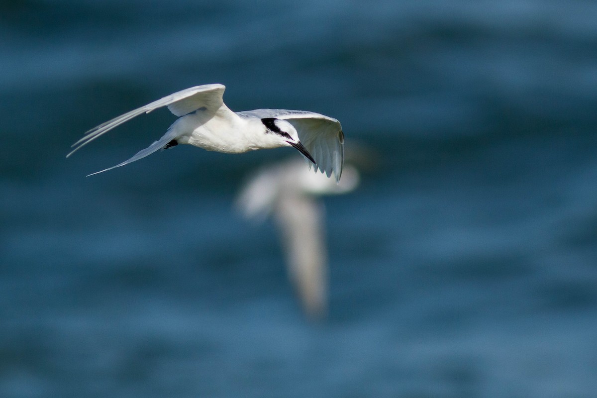 Black-naped Tern - ML646439478
