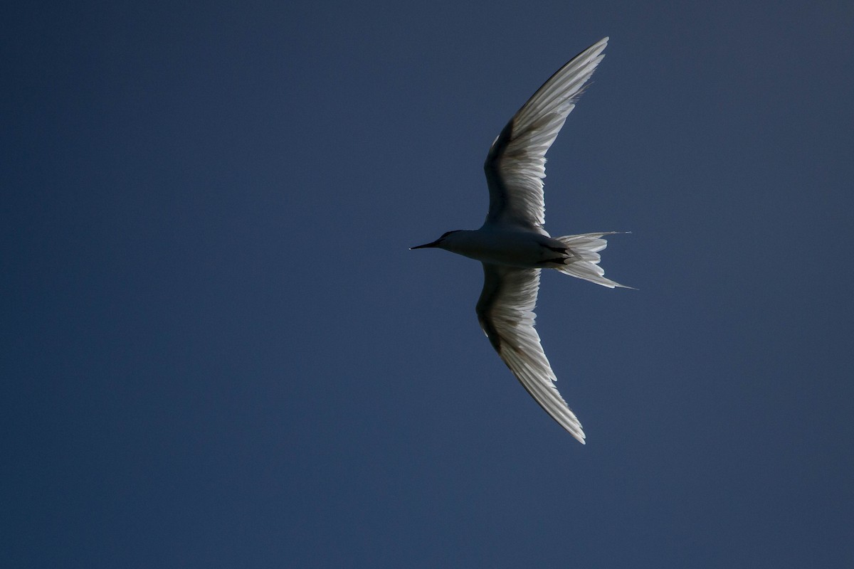 Black-naped Tern - ML646439479