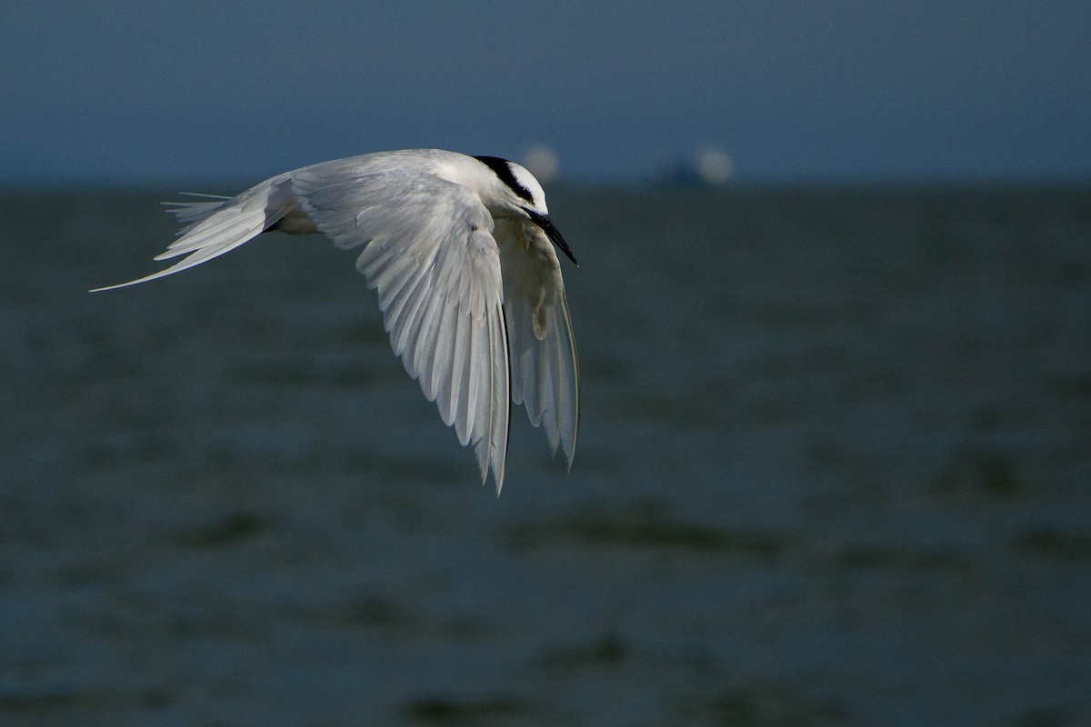 Black-naped Tern - ML646439480