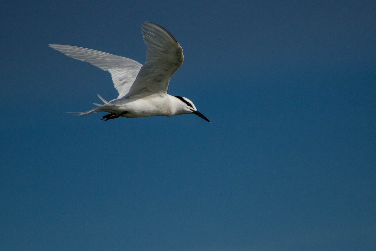 Black-naped Tern - ML646439481