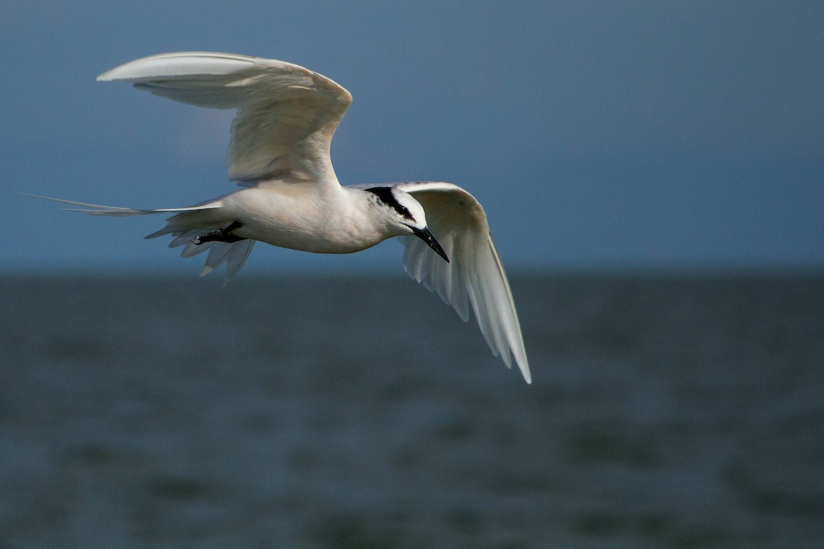 Black-naped Tern - ML646439482