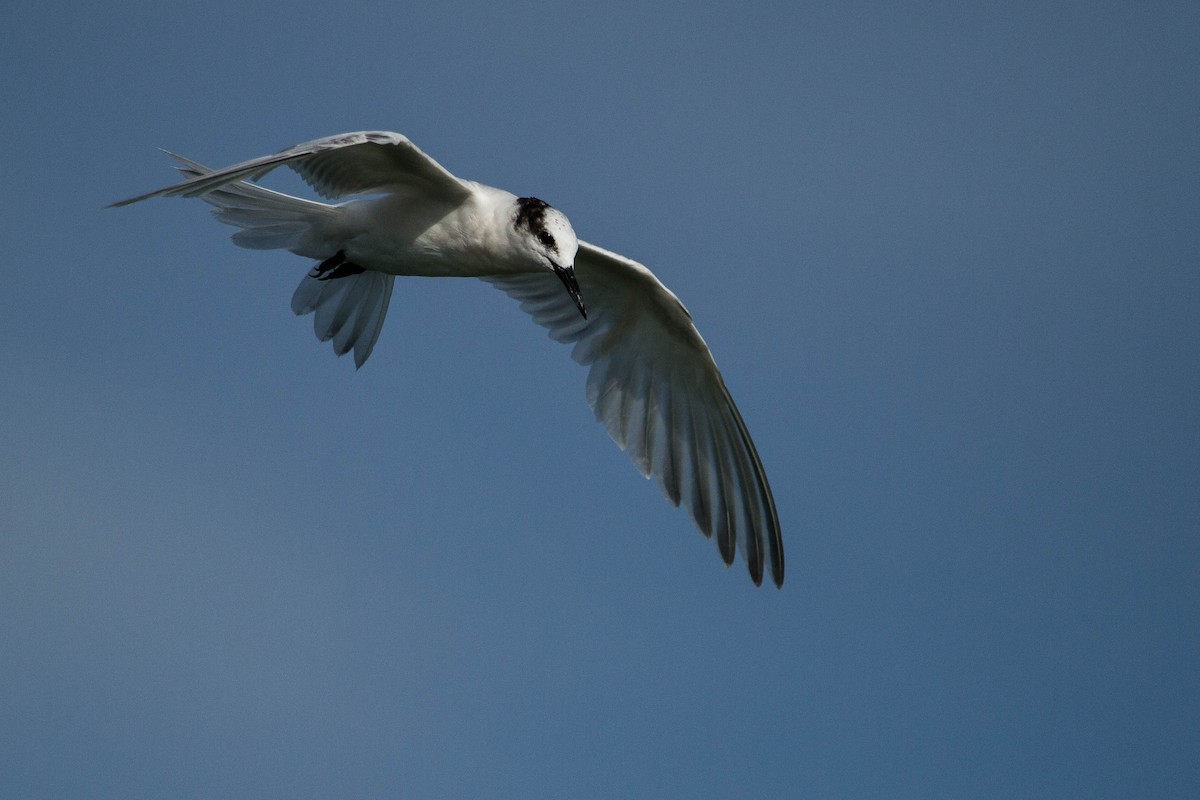 Black-naped Tern - ML646439483