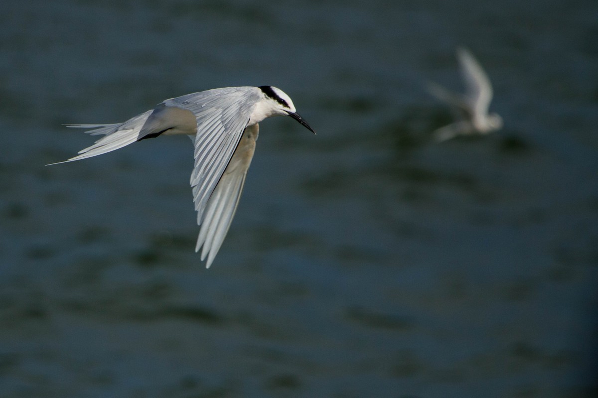 Black-naped Tern - ML646439484