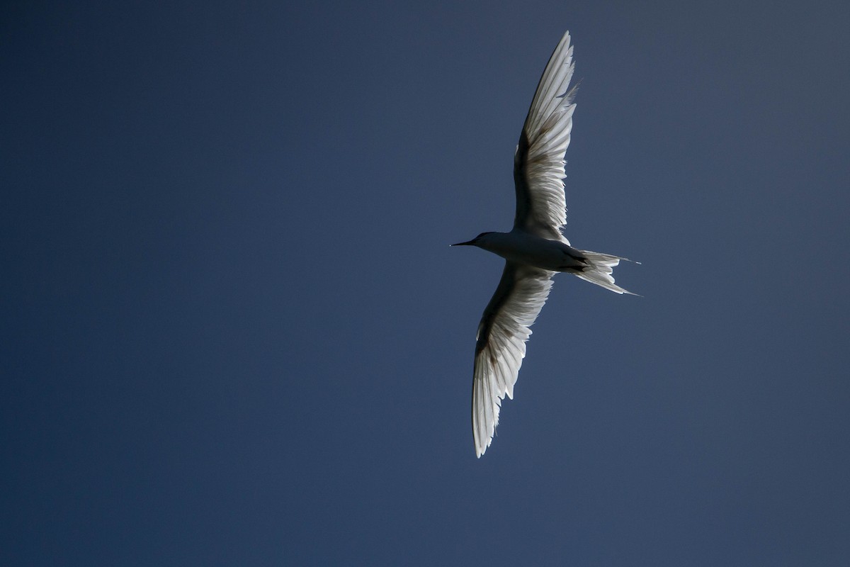 Black-naped Tern - ML646439485