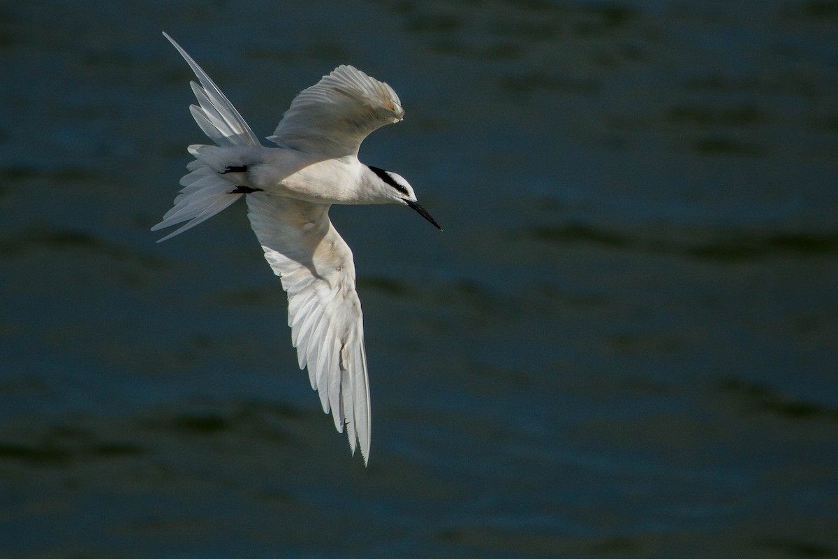 Black-naped Tern - ML646439486