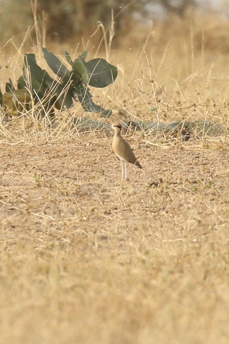 Temminck's Courser - ML646439487