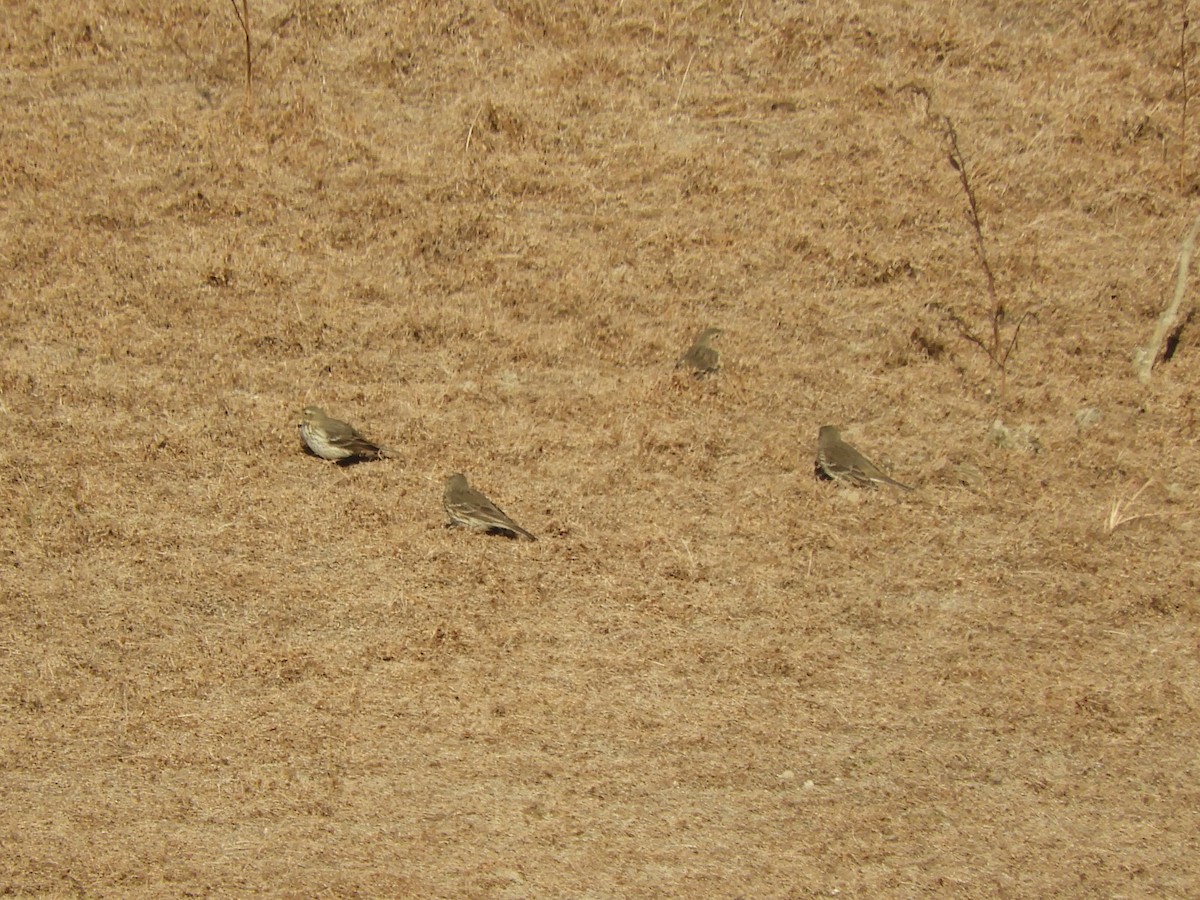 Siberian Pipit - ML646439493