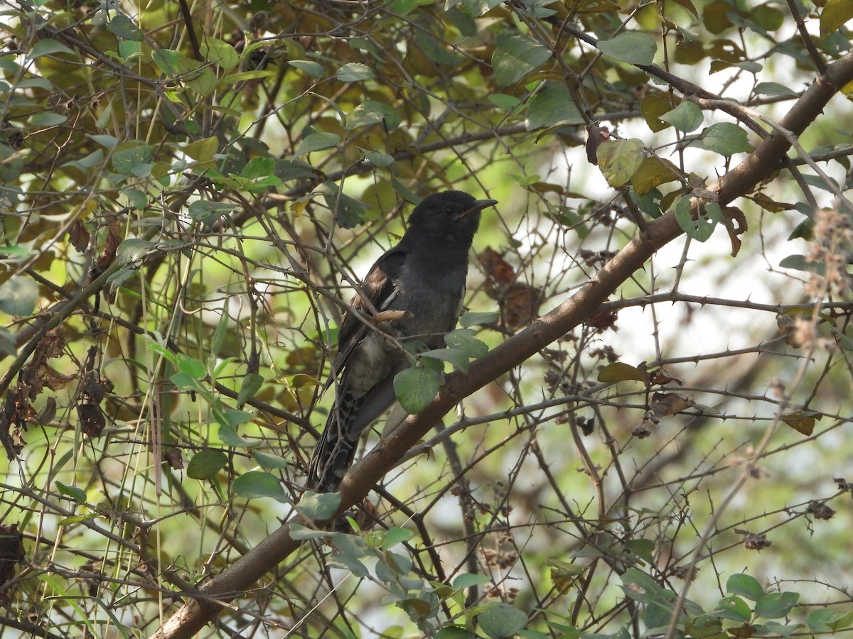 Coucou à tête grise - ML646439494