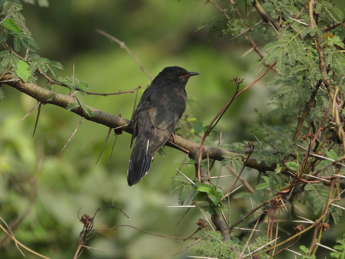 Coucou à tête grise - ML646439495