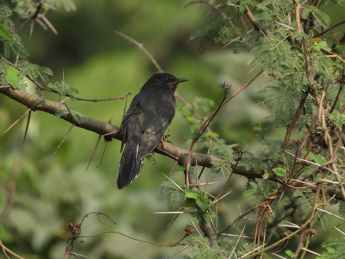 Coucou à tête grise - ML646439496