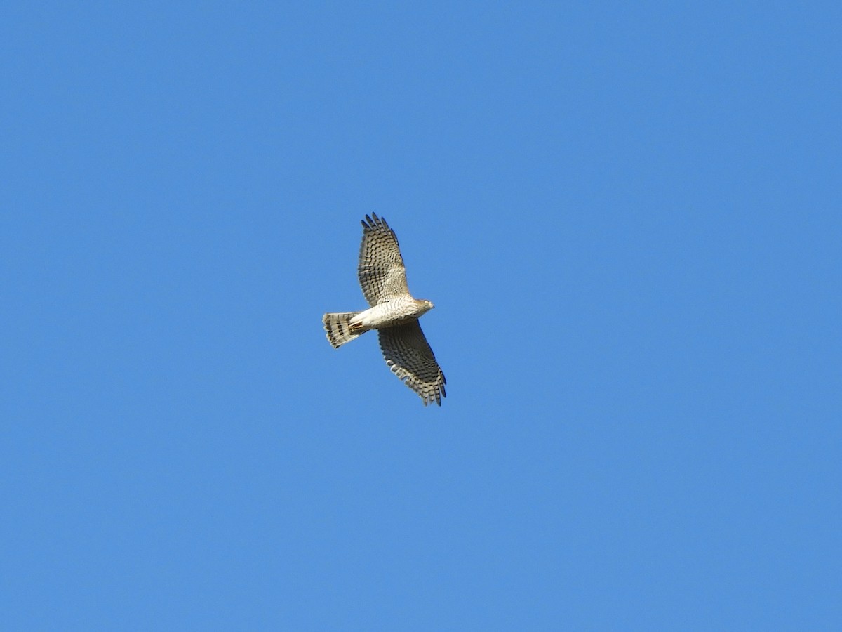 Japanese Sparrowhawk - ML646439502