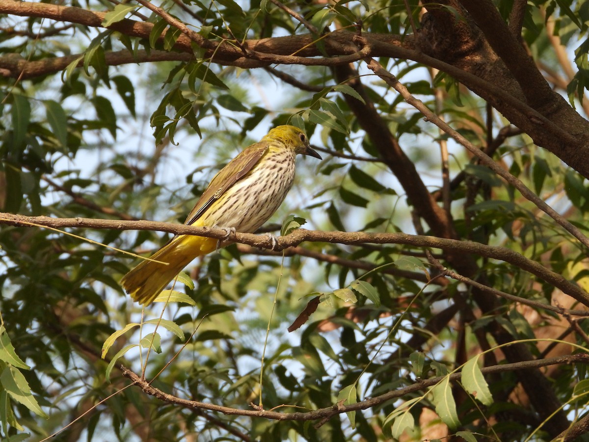 Indian Golden Oriole - ML646439503