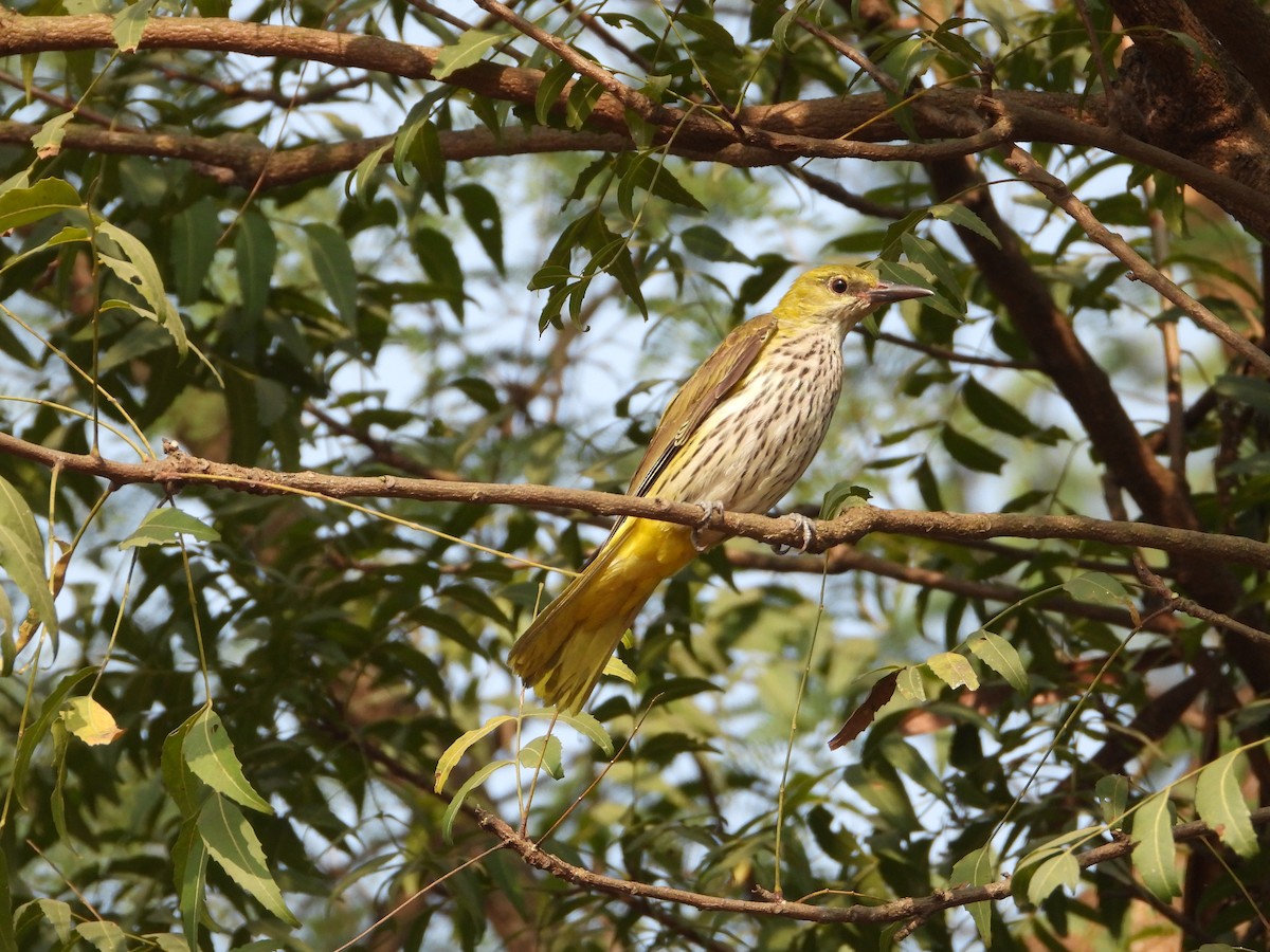 Indian Golden Oriole - ML646439504