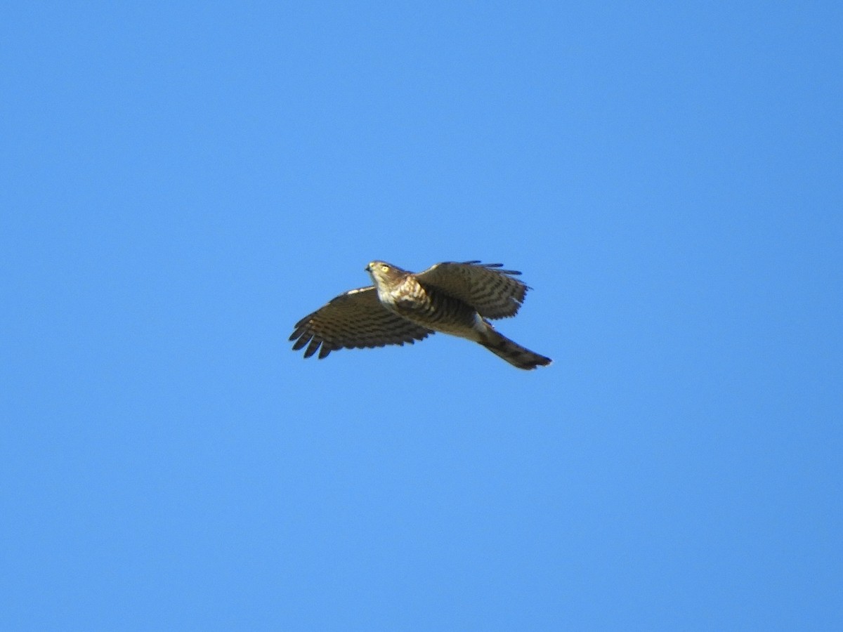 Japanese Sparrowhawk - ML646439505